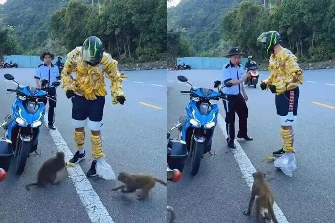 游客将香蕉缠在身上逗弄野猴。