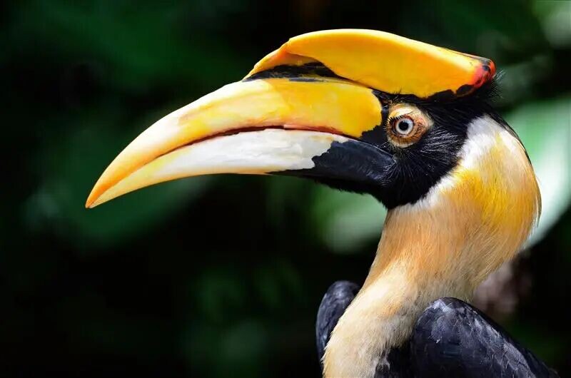 May be an image of hornbill