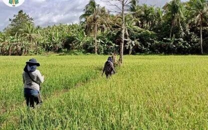 <p><em>(File photo courtesy of DA Eastern Visayas)</em>  </p>