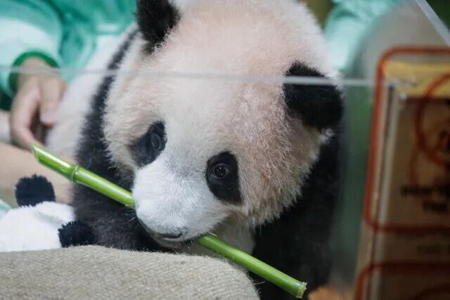 Tim medis hewan melakukan pemeriksaan kesehatan rutin terhadap Satrio Wiratama (Rio), anak panda raksasa jantan pertama yang lahir di Indonesia, di Istana Panda Taman Safari Indonesia, Bogor, Jawa Barat (15/5/2026). Foto: Aditya Aji/AFP