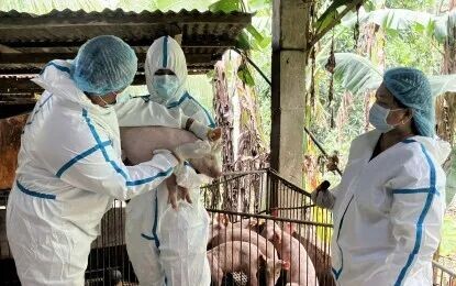 <p><strong>ASF VACCINATION.</strong> Personnel of the Bureau of Animal Industry conduct the first government-controlled vaccination in Lobo, Batangas on Aug. 30, 2024. The Department of Agriculture - Bureau of Animal Industry on Wednesday (May 20, 2026) said the import ban imposed by China on swine products from the Philippines has no impact in the current trade between the two countries. <em>(Photo courtesy of PTV)</em></p>