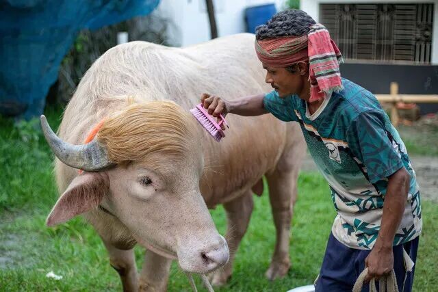 Seekor kerbau albino yang dijuluki "Donald Trump" untuk dijual menjelang Idul Adha di sebuah peternakan di Narayanganj. Foto: Salahuddin Ahmed / AFP