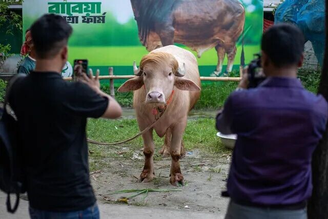 Seekor kerbau albino yang dijuluki "Donald Trump" untuk dijual menjelang Idul Adha di sebuah peternakan di Narayanganj. Foto: Salahuddin Ahmed / AFP
