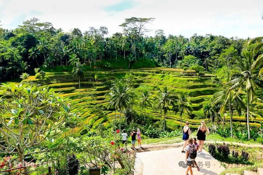 德哥拉朗梯田Tegallalang Rice Terrace