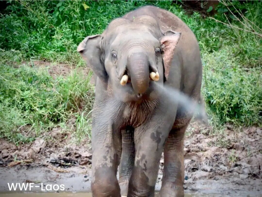 可能是包含下列内容的图片：大象和上面的文字是&ldquo;WWF-Laos WWF- Laos&rdquo;