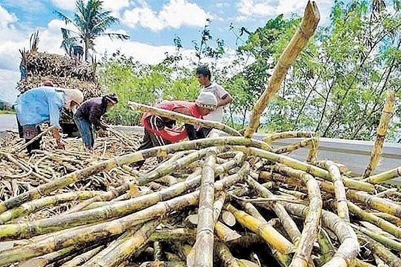 State of emergency mulled over sugarcane pest attack
