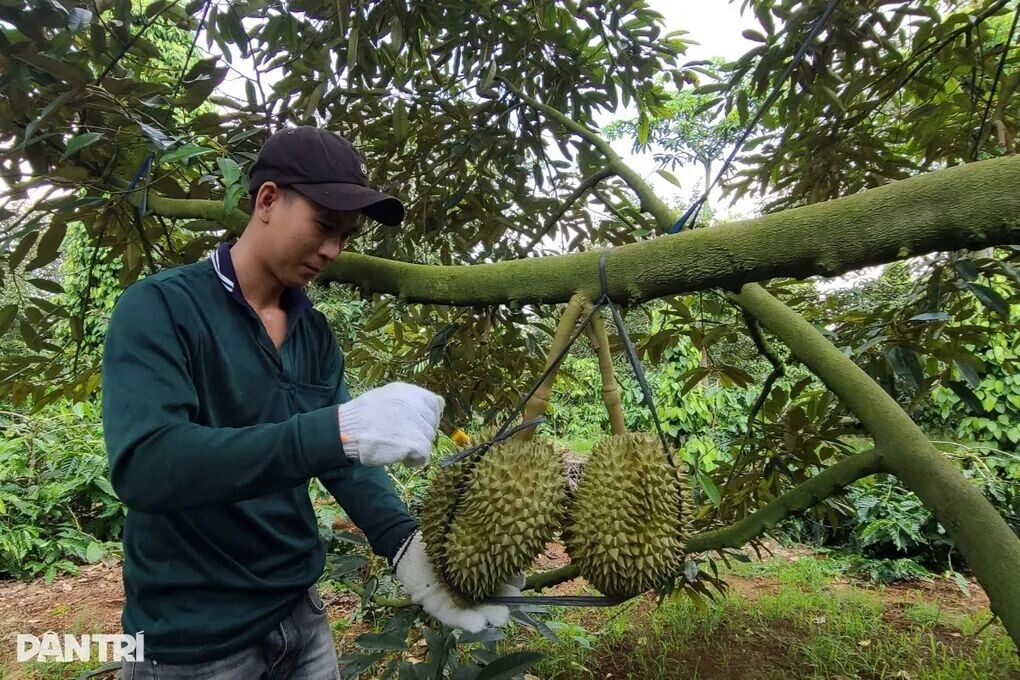 Làng tỷ phú giữa thủ phủ cây tỷ đô - 3